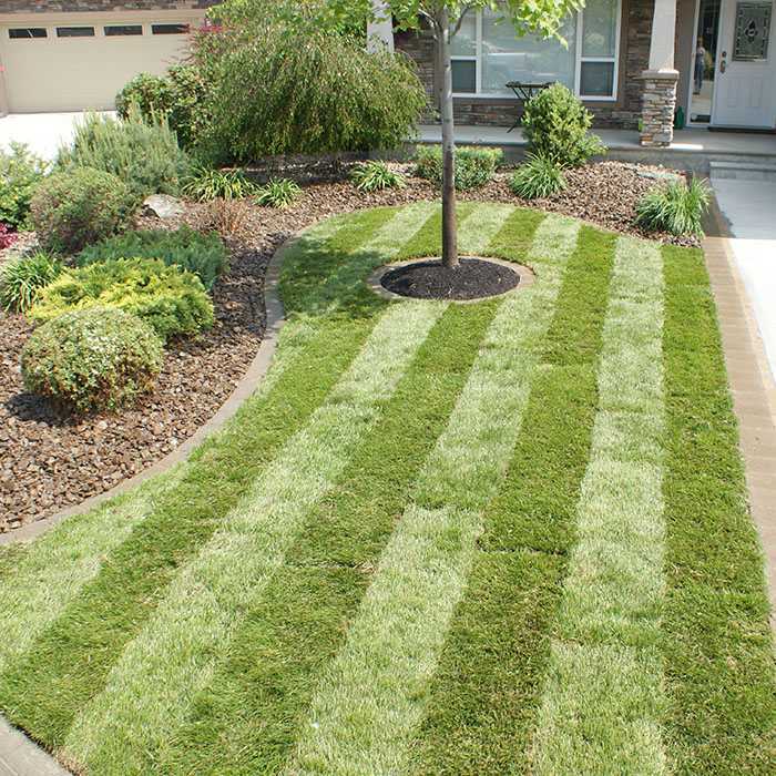 new laid lawn with centre tree