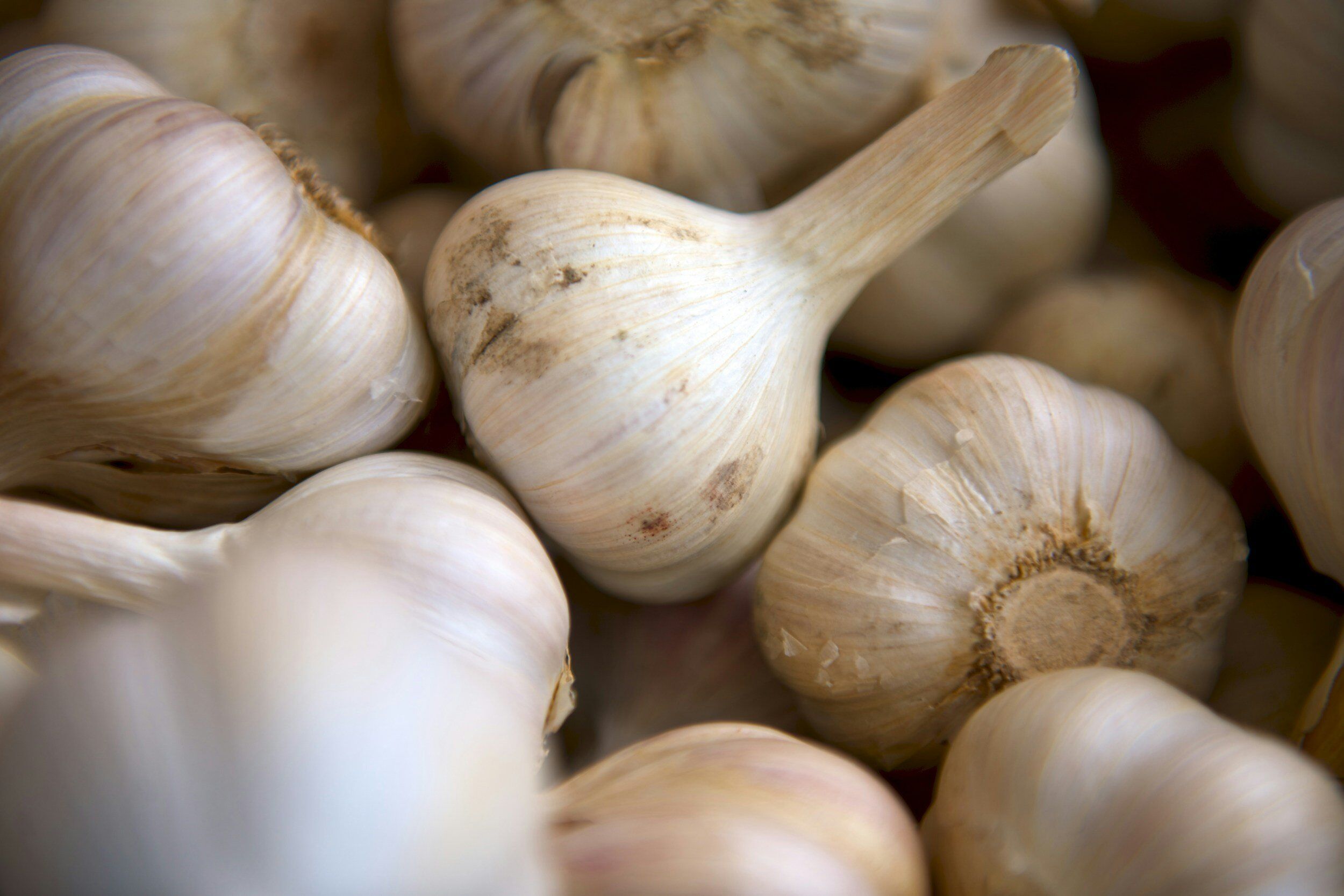 how to grow garlic in nanaimo