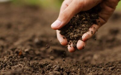 How to improve soil quality in garden