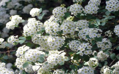 how do i prune a spirea bush in Nanaimo