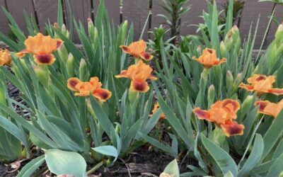 bearded iris Nanaimo