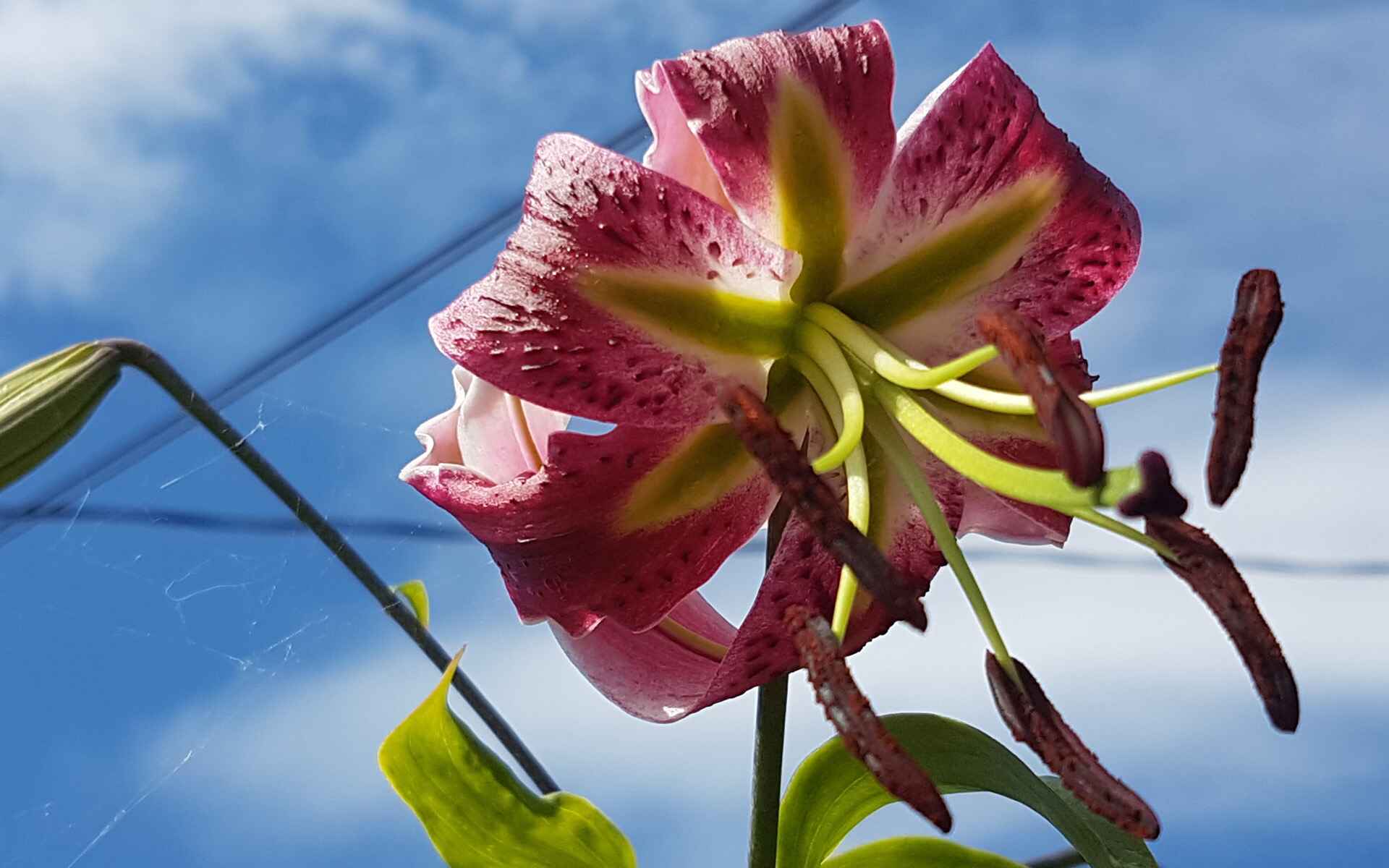 Landscape renovations and garden maintenance