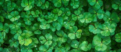Natures luck icon: four-leaf clovers - Nanaimo BC
