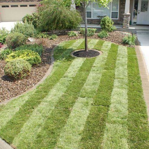new sod installation