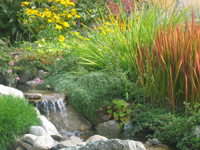 nanaimo ornamental grasses for Canadian gardens