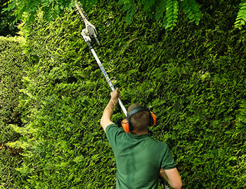 Hedge trimming and pruning